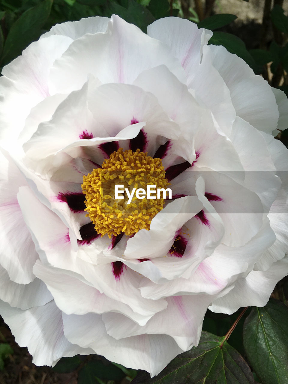 flower, flowering plant, plant, beauty in nature, petal, freshness, flower head, inflorescence, close-up, nature, fragility, growth, pollen, pink, no people, white, leaf, plant part, blossom, outdoors, springtime