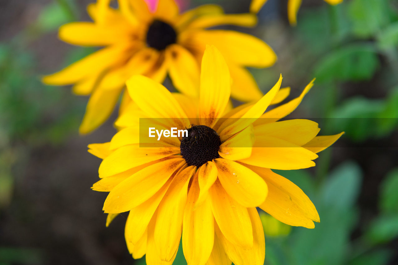 Close-up of yellow flower