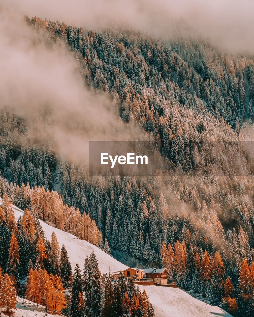 Pine trees in forest during autumn