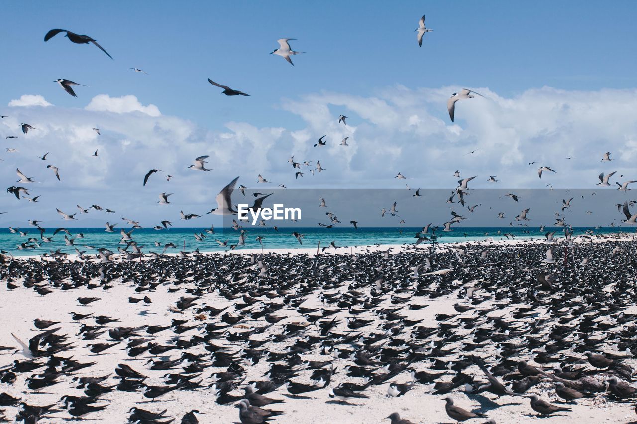 Abundance birds at beach