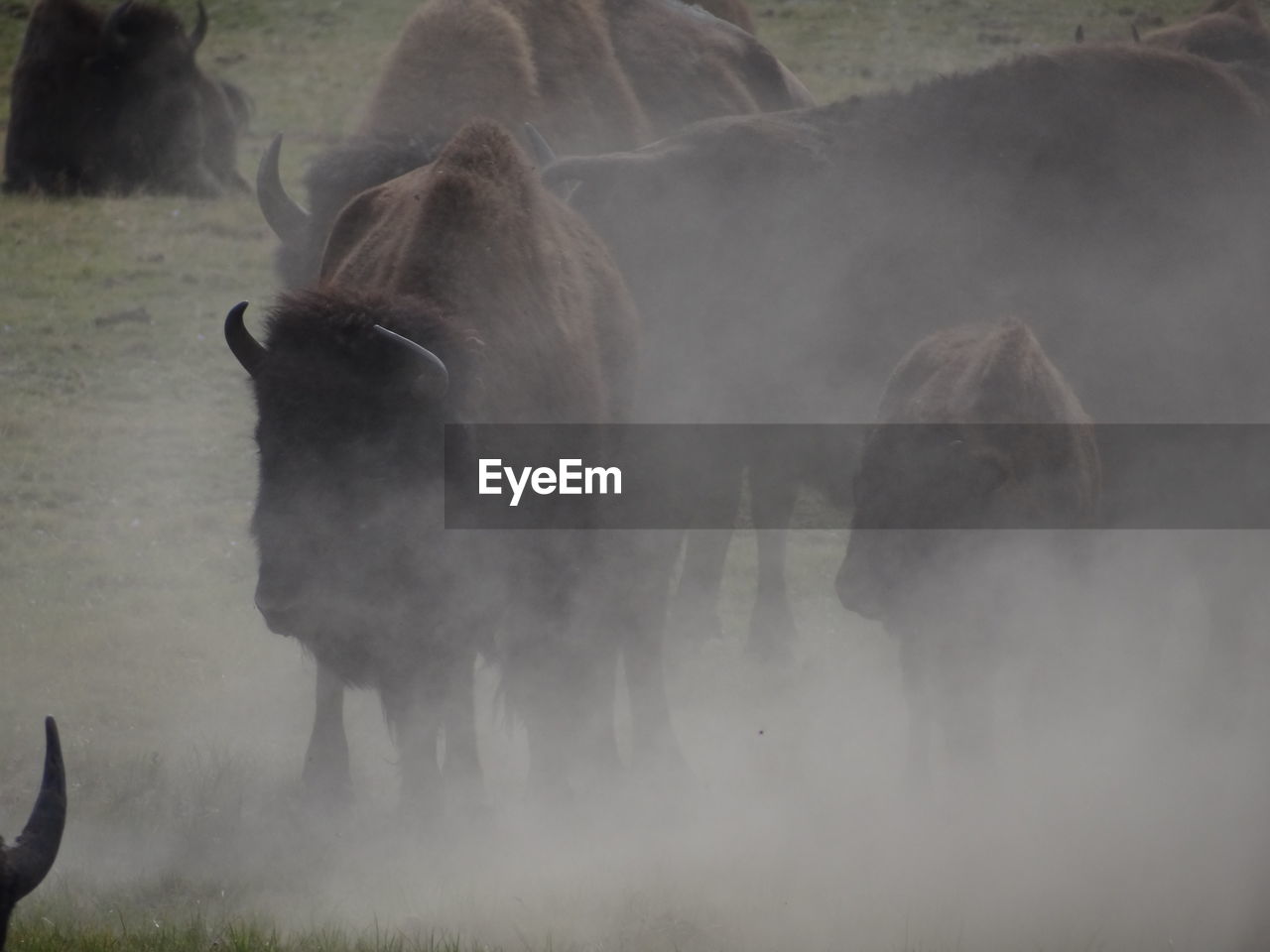 Wild american bison herd, bos bison in  grand canyon national park