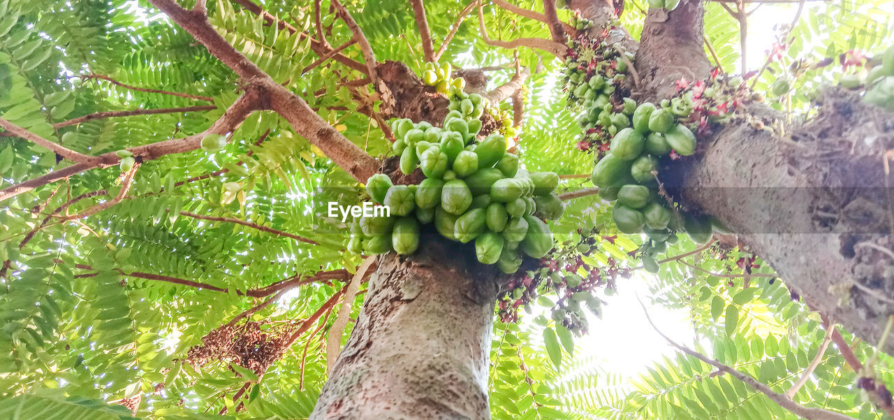 LOW ANGLE VIEW OF FRUITS GROWING ON TREE