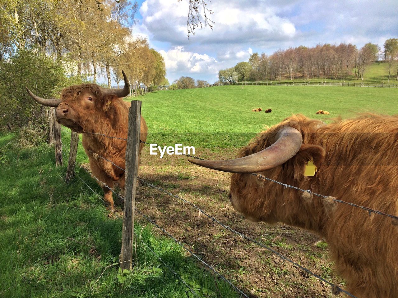 COWS GRAZING ON FIELD