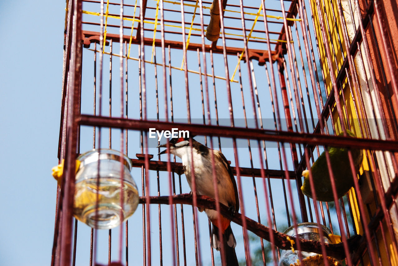 Low angle view of bird perching in cage against sky