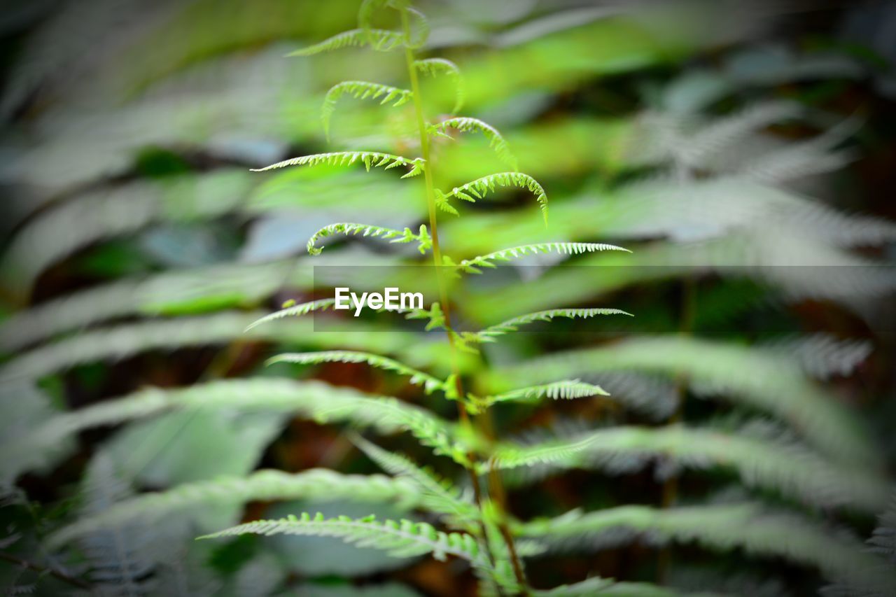 Close-up of fern
