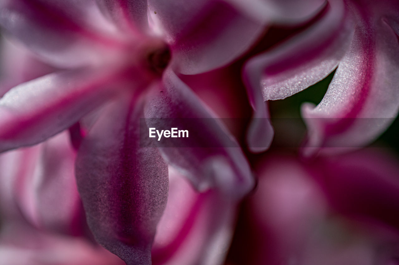 Close-up of pink rose flower