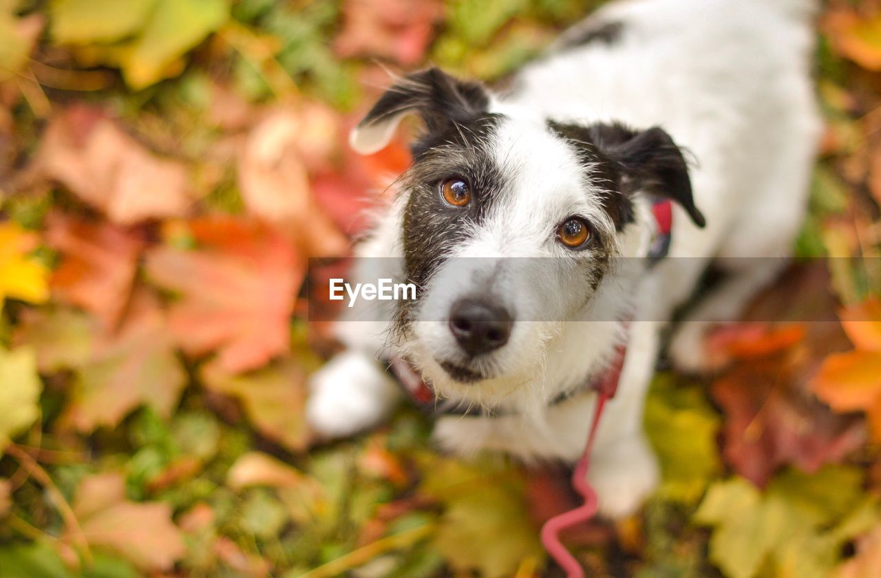 Close-up portrait of dog sitting on field during autumn