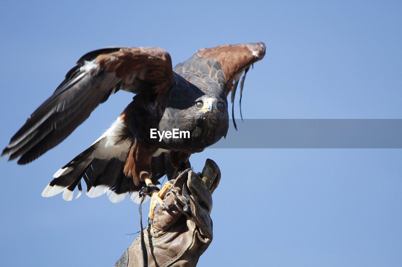 Cropped hand of person holding falcon against clear sky