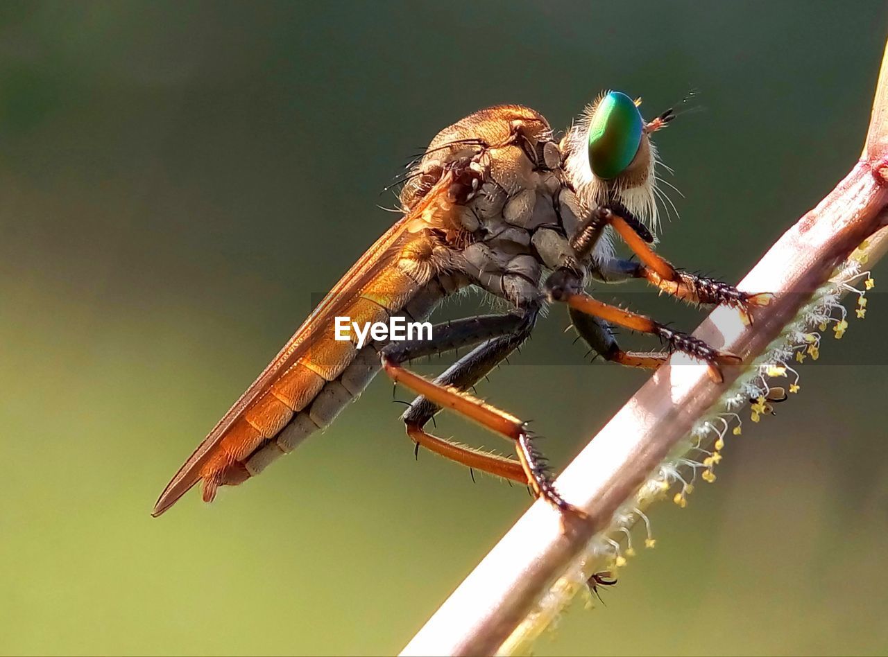 Close-up of insect on stem