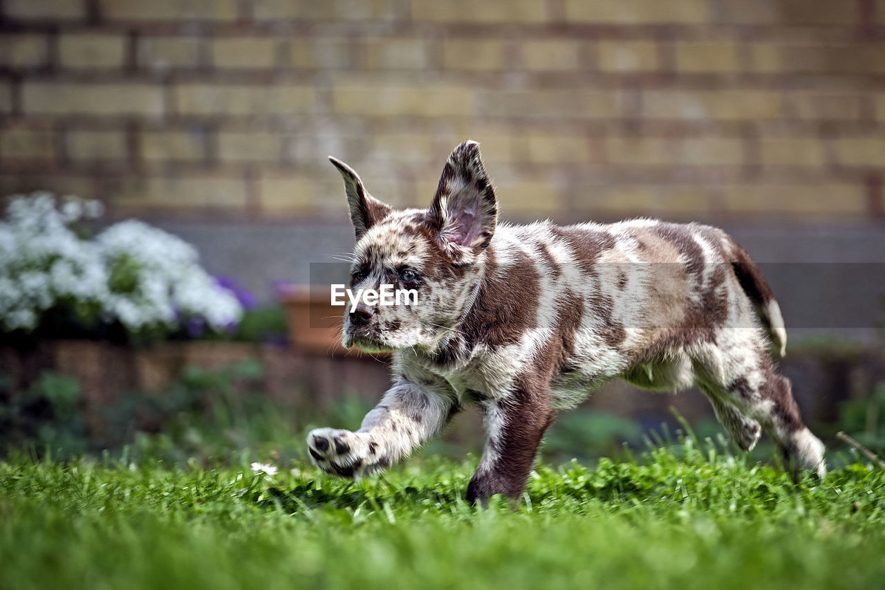 DOG STANDING ON WALL