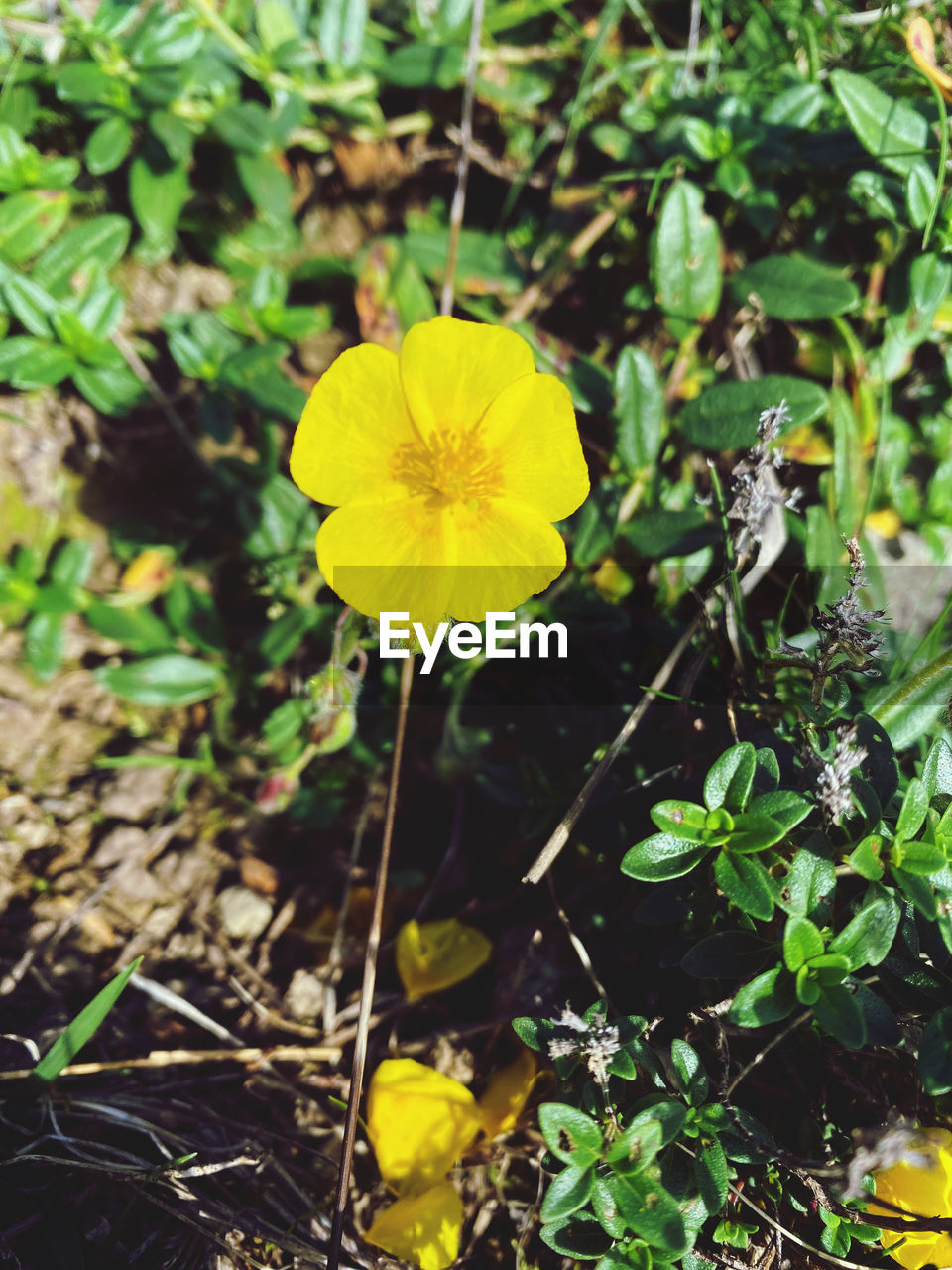 plant, flower, flowering plant, yellow, growth, freshness, beauty in nature, nature, fragility, flower head, inflorescence, wildflower, petal, close-up, plant part, leaf, no people, day, outdoors, focus on foreground, green, land, botany, blossom, springtime, sunlight, field, high angle view