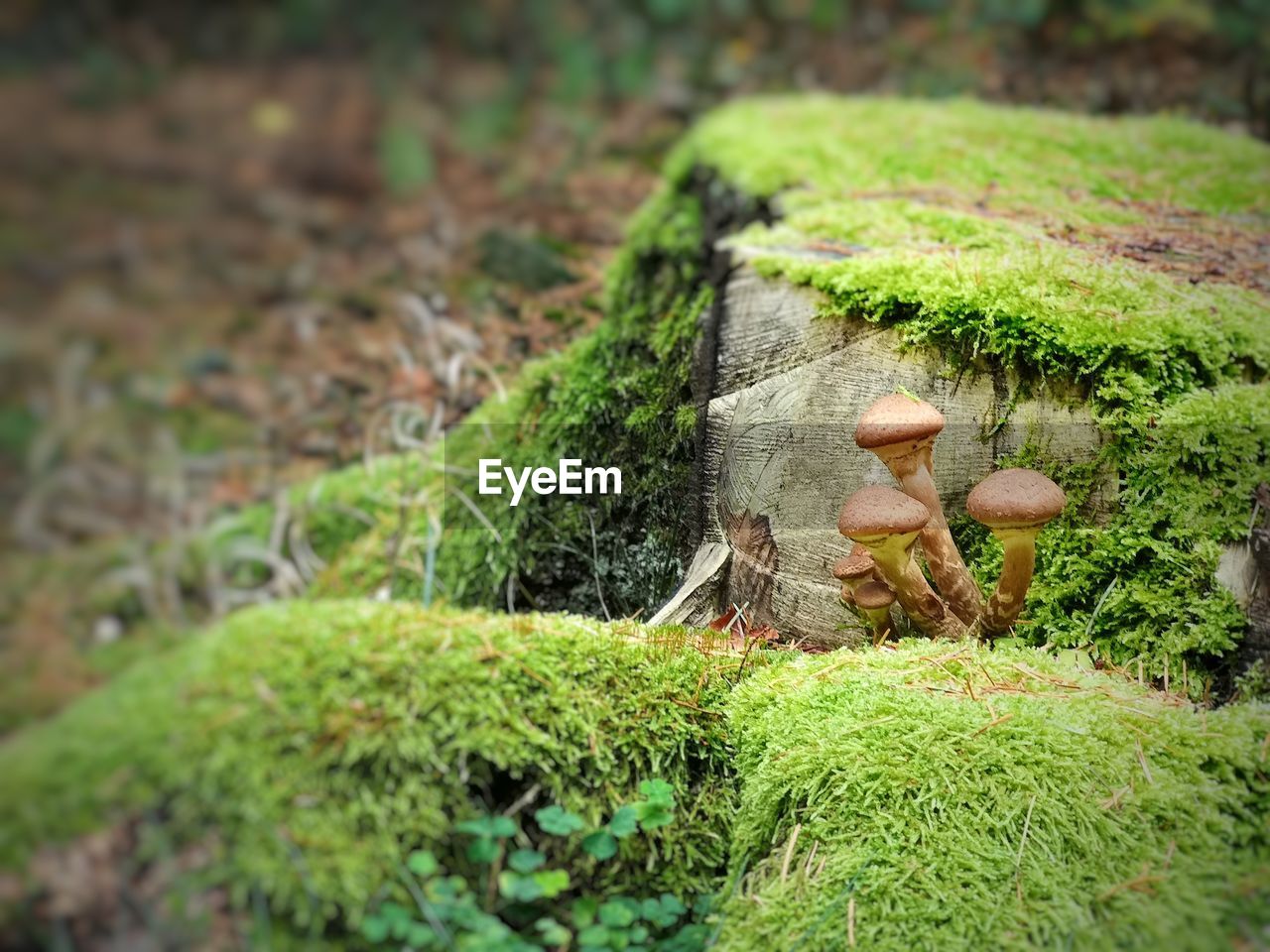 MUSHROOM GROWING ON FIELD