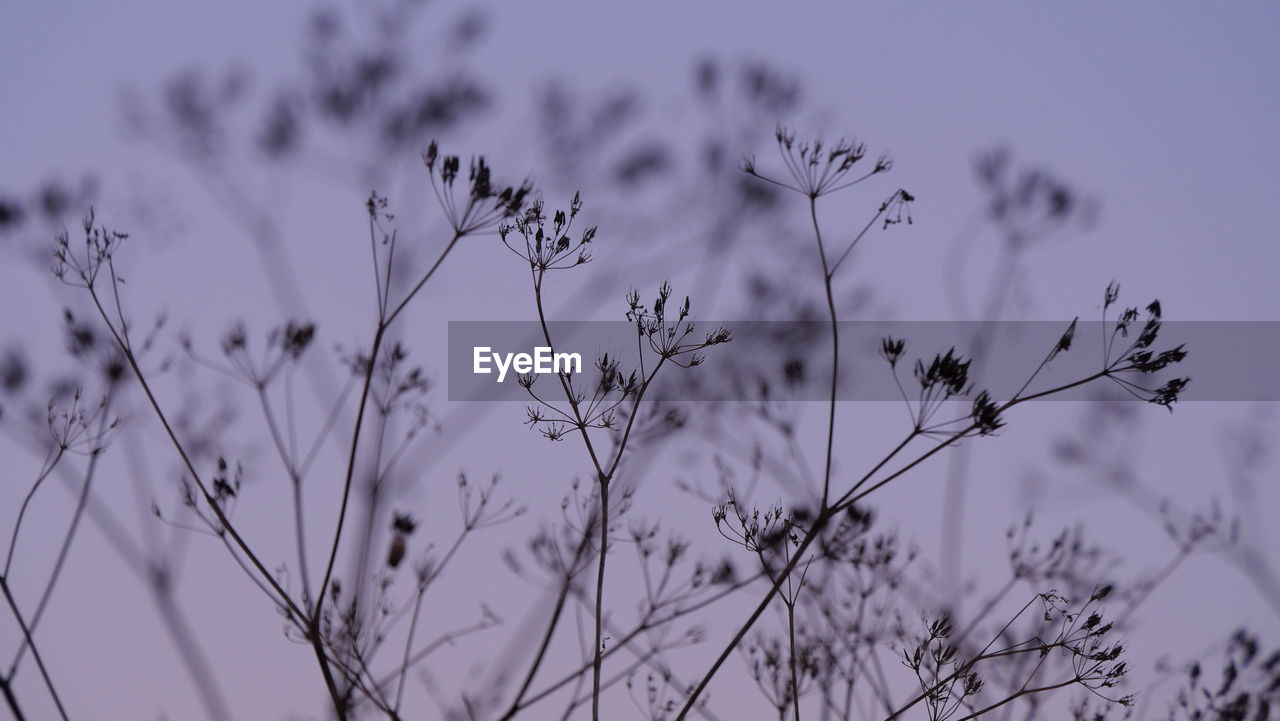 Low angle view of plant against clear sky
