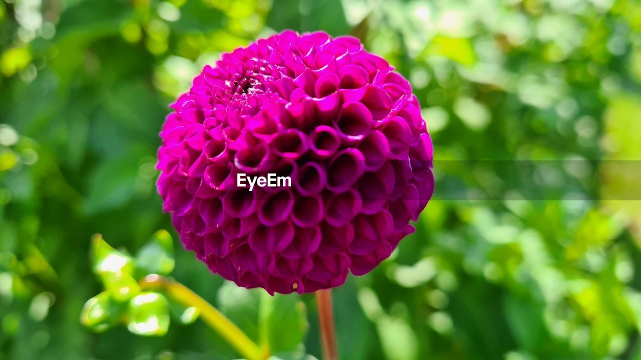 Close-up of pink dahlia flower