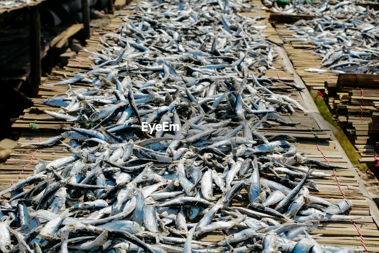 High angle view of fish for sale