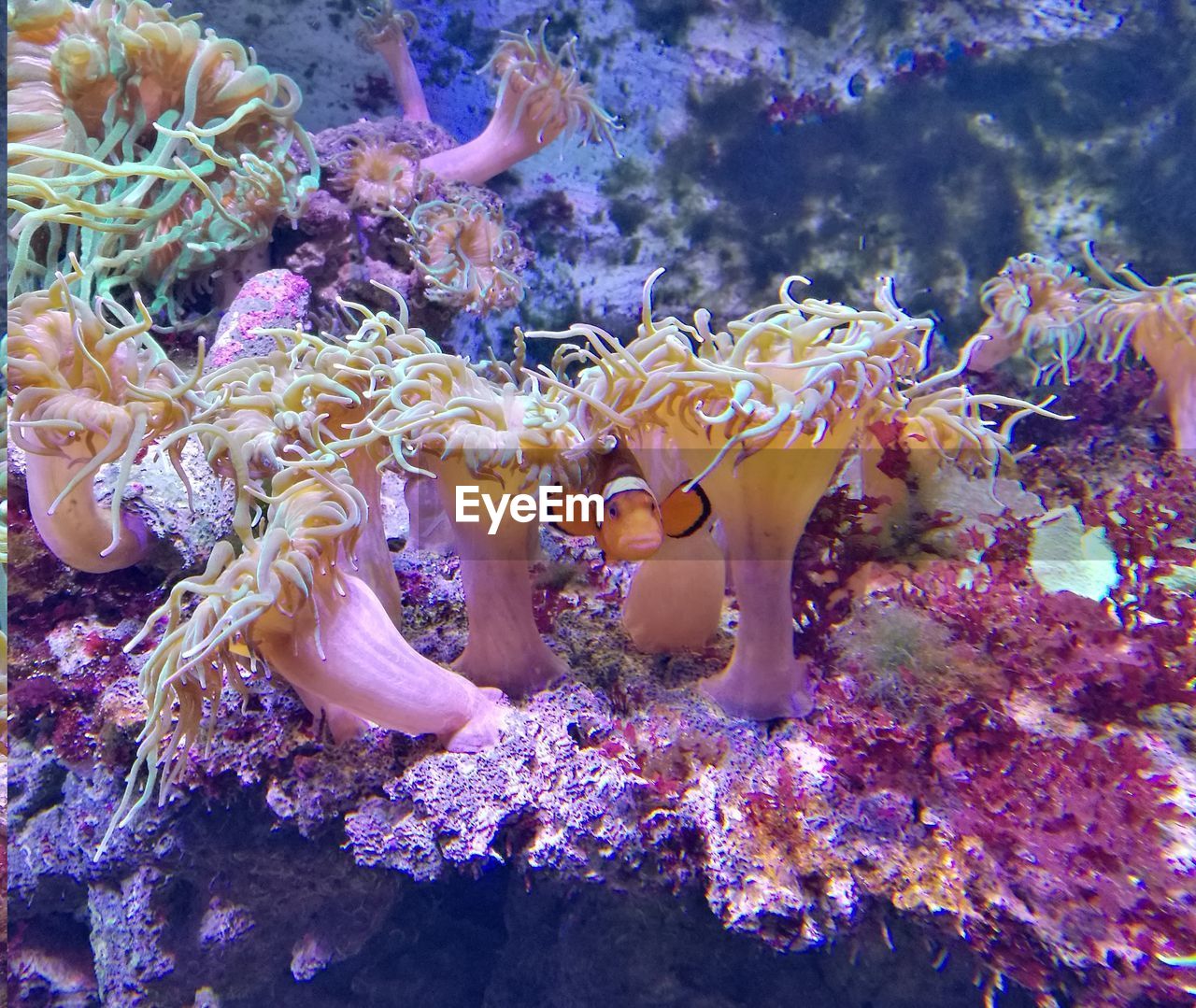 CLOSE-UP OF CORAL BY SEA