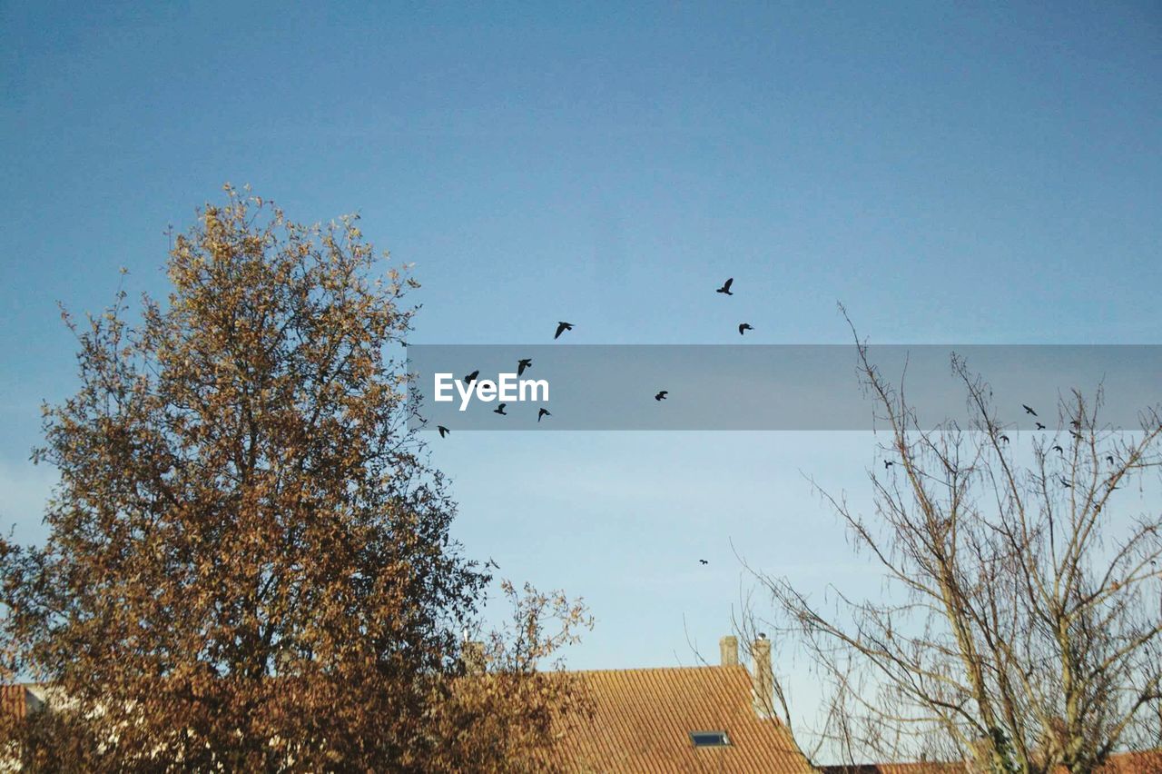 LOW ANGLE VIEW OF BIRDS FLYING IN SKY