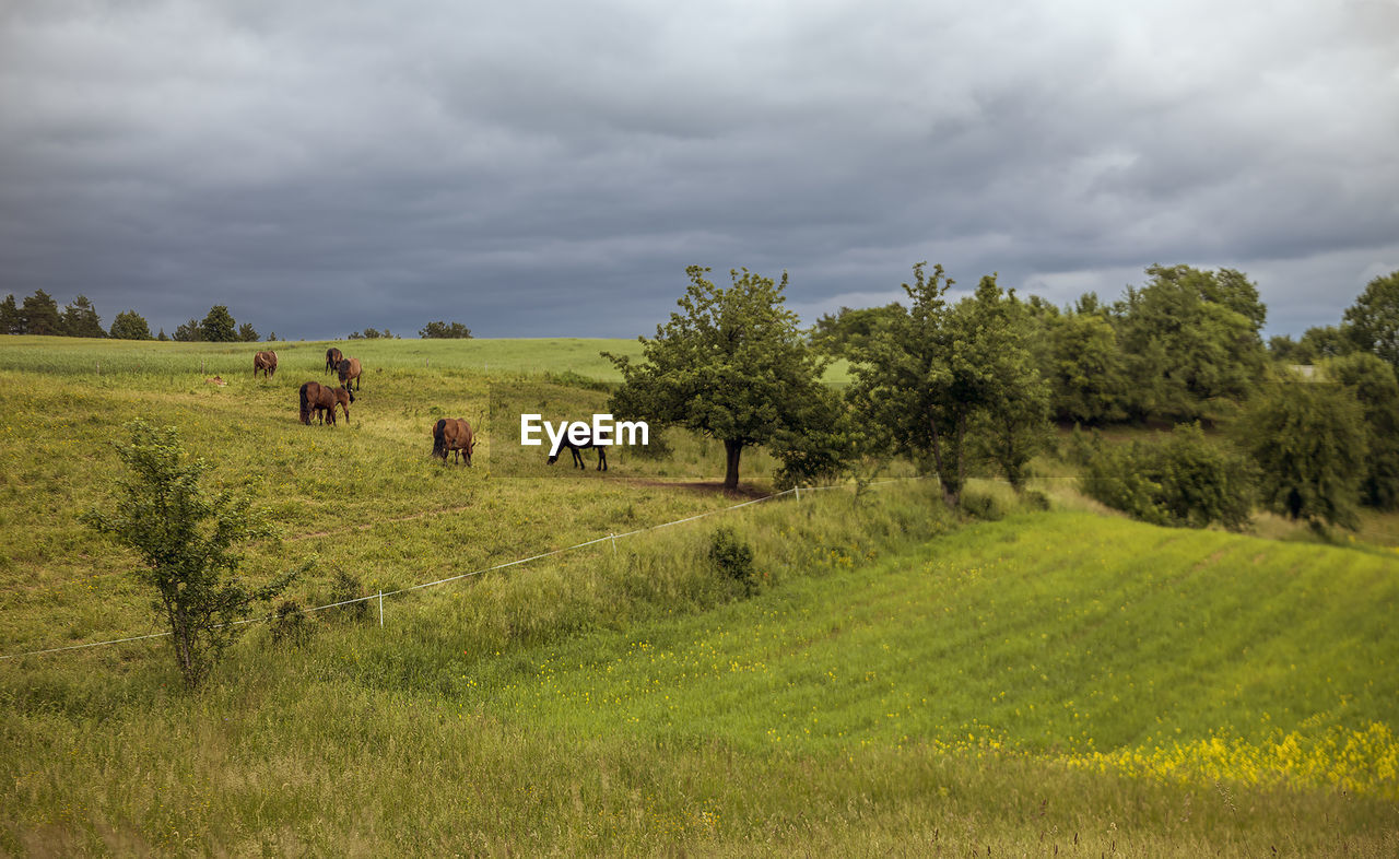 SCENIC VIEW OF GREEN LANDSCAPE