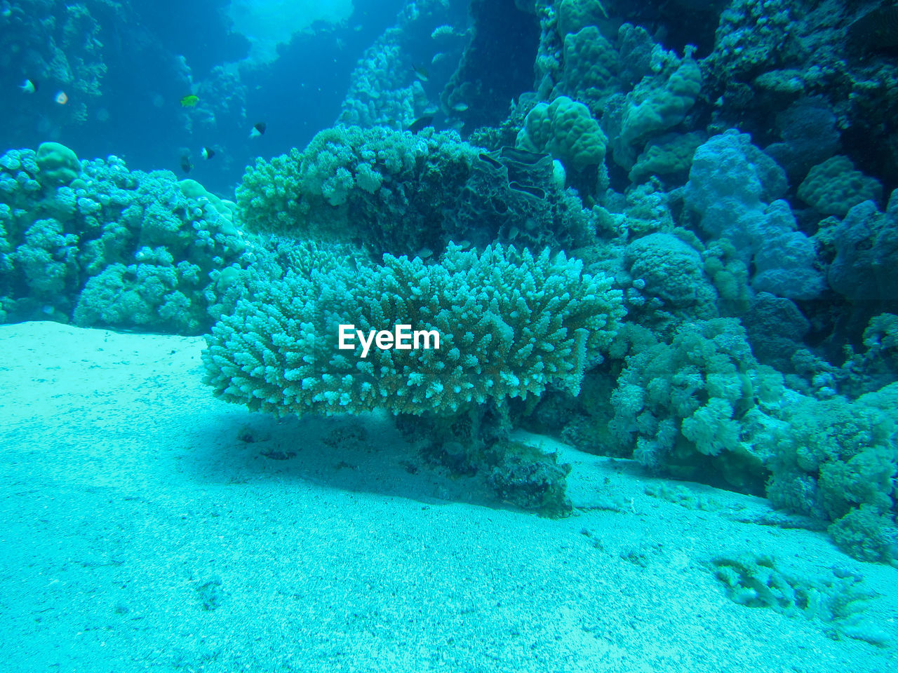 FISH SWIMMING UNDERWATER