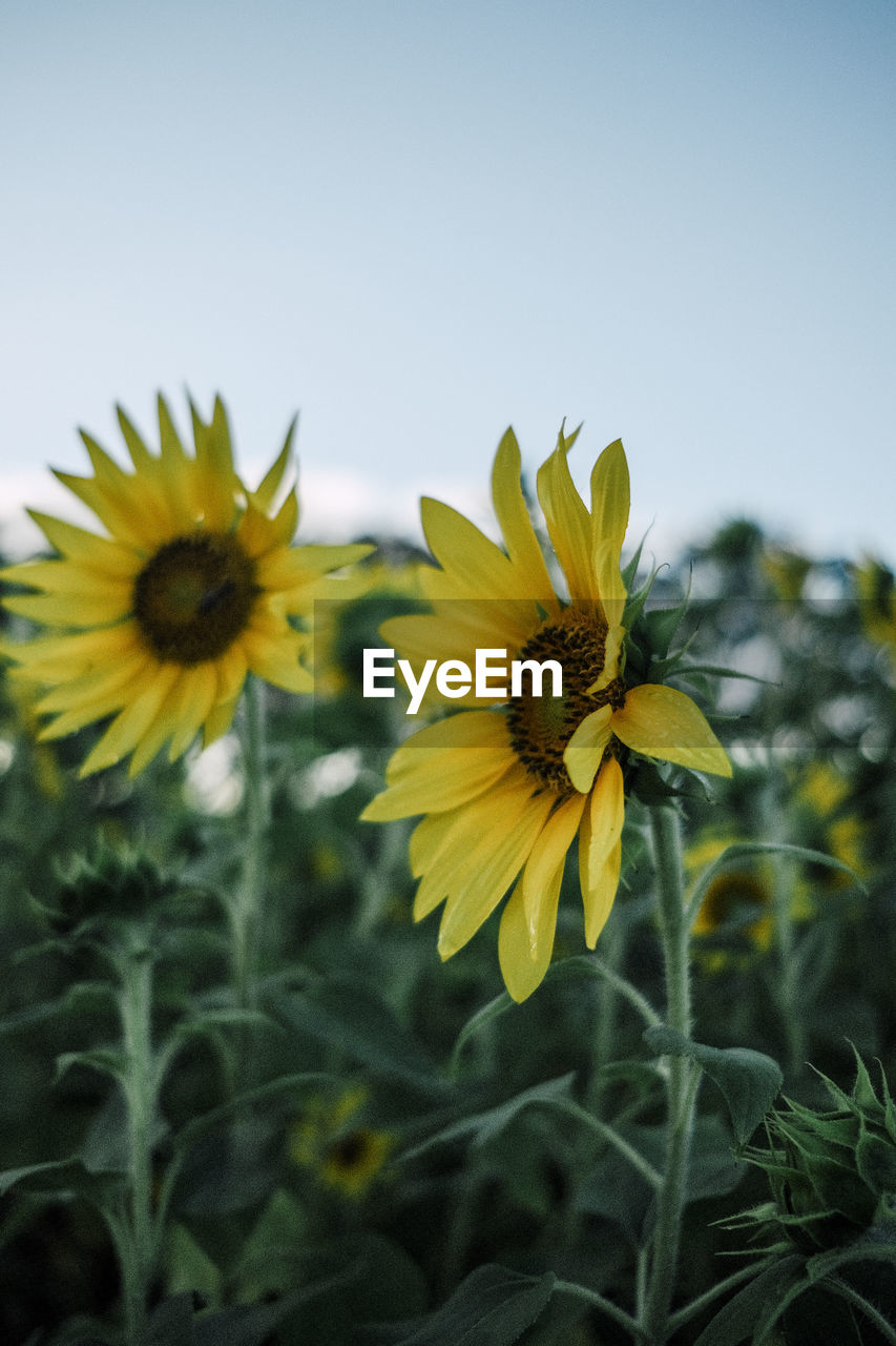 close-up of yellow flower against sky