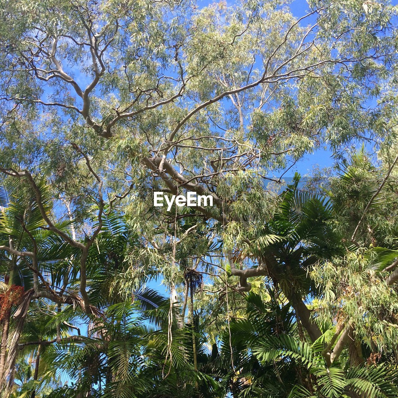 Low angle view of trees