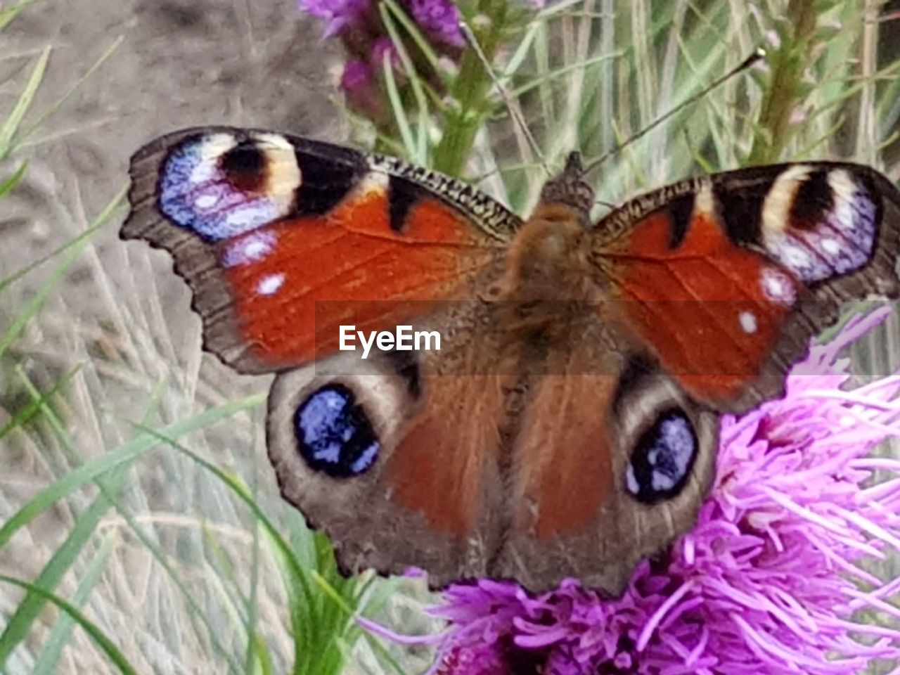 HIGH ANGLE VIEW OF BUTTERFLY POLLINATING ON PURPLE FLOWER