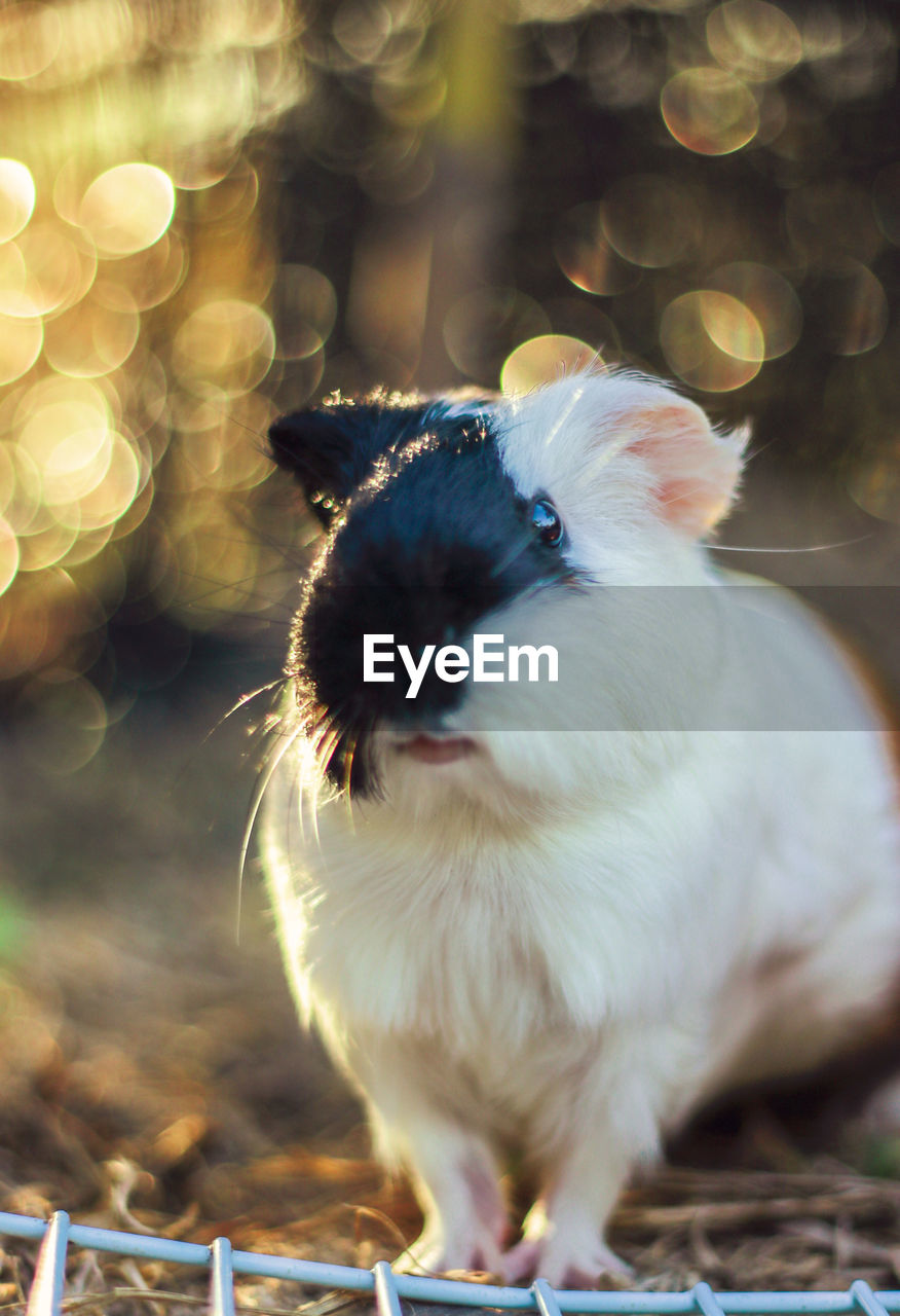 Close-up of guinea pig