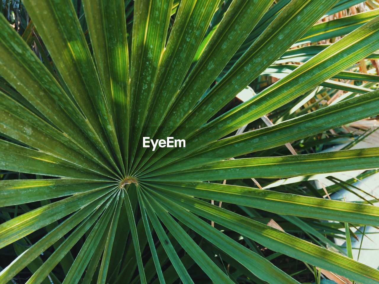 FULL FRAME SHOT OF PALM TREE