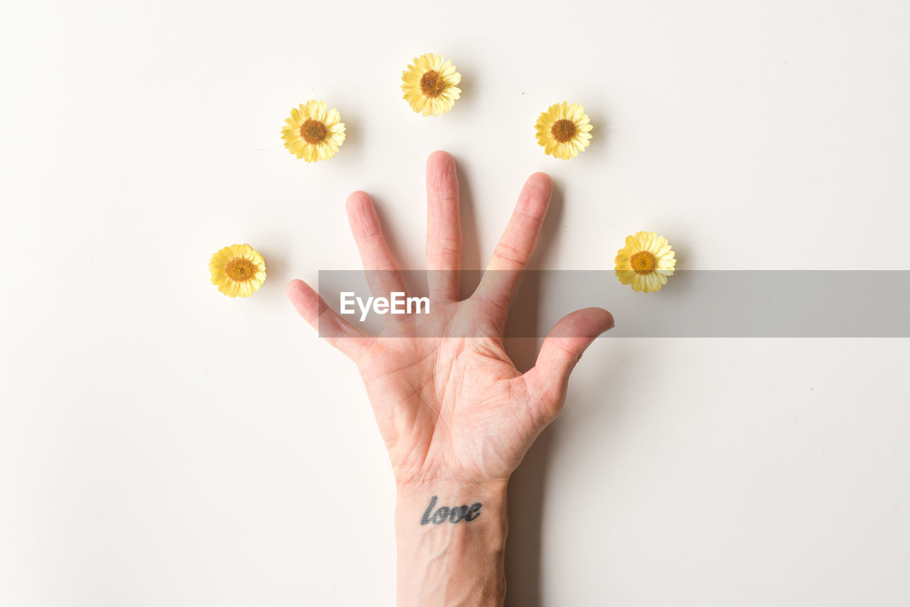 Cropped hand of woman with flowers over white background
