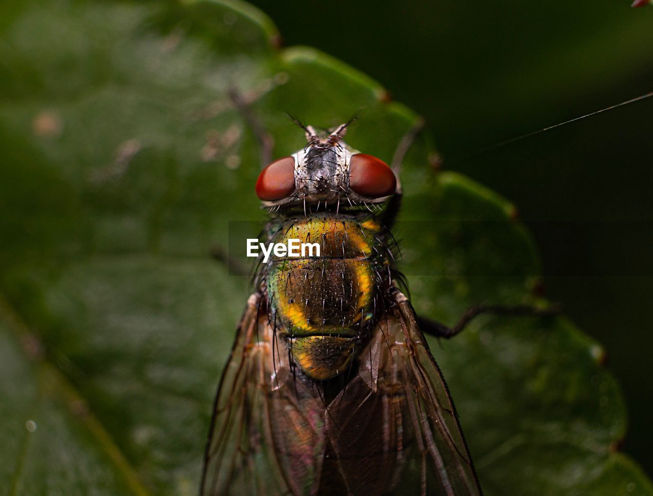 Fly on a leaf 