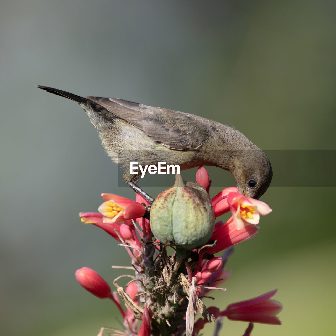 CLOSE-UP OF HUMMINGBIRD PERCHING ON PLANT