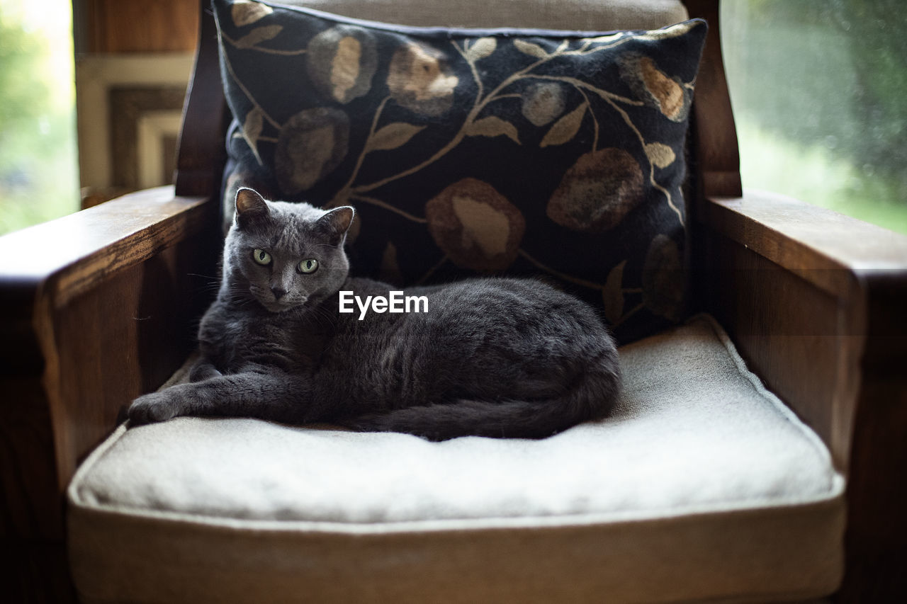 Close-up portrait of cat relaxing at home