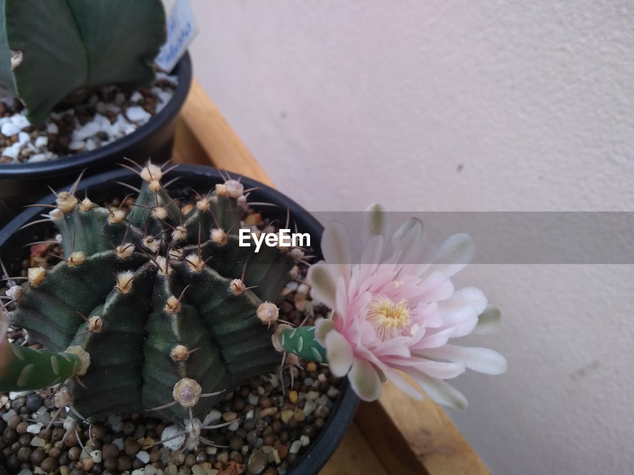 HIGH ANGLE VIEW OF SUCCULENT PLANT IN POT