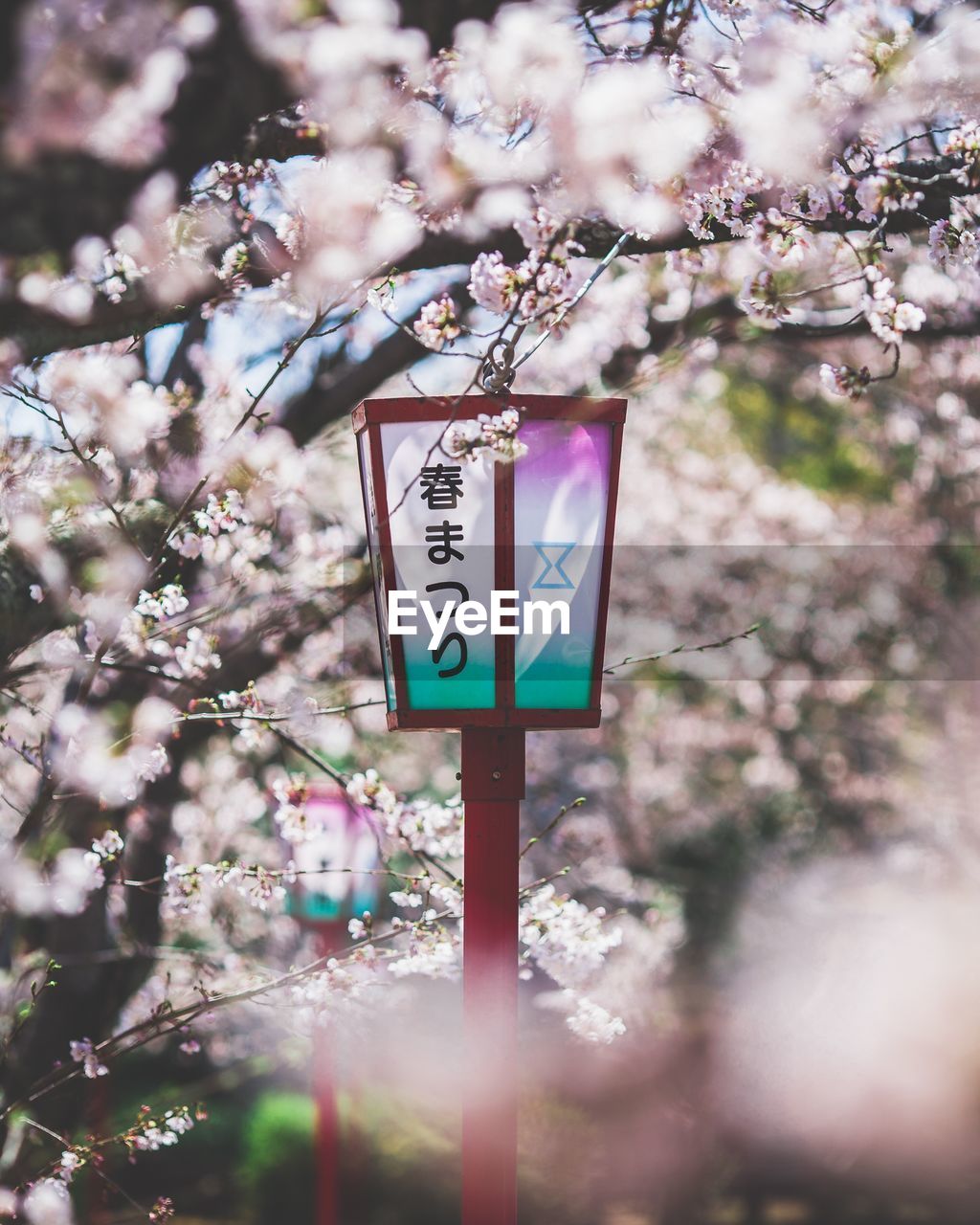 LOW ANGLE VIEW OF CHERRY BLOSSOMS ON BRANCH