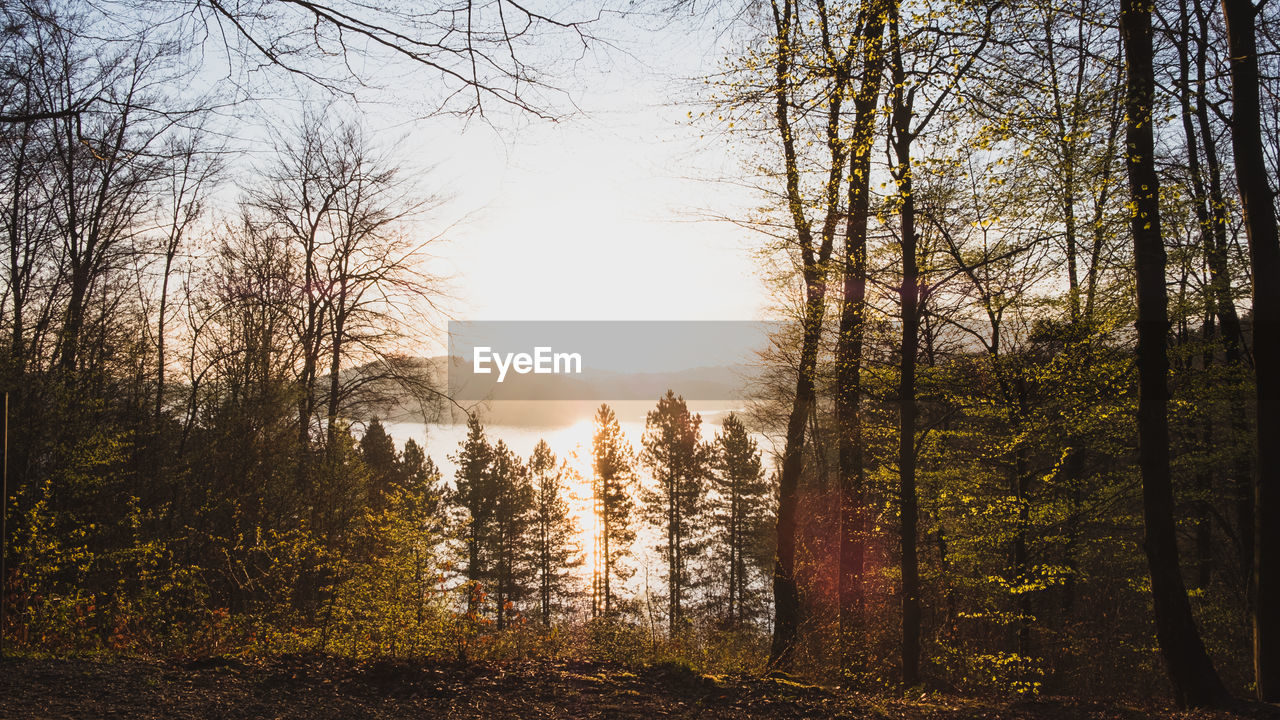 TREES IN FOREST DURING AUTUMN