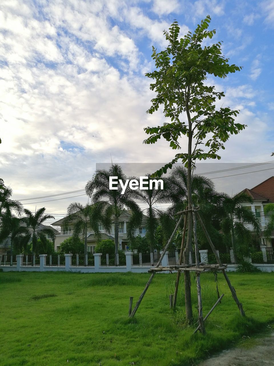 TREES ON GRASSY LAWN