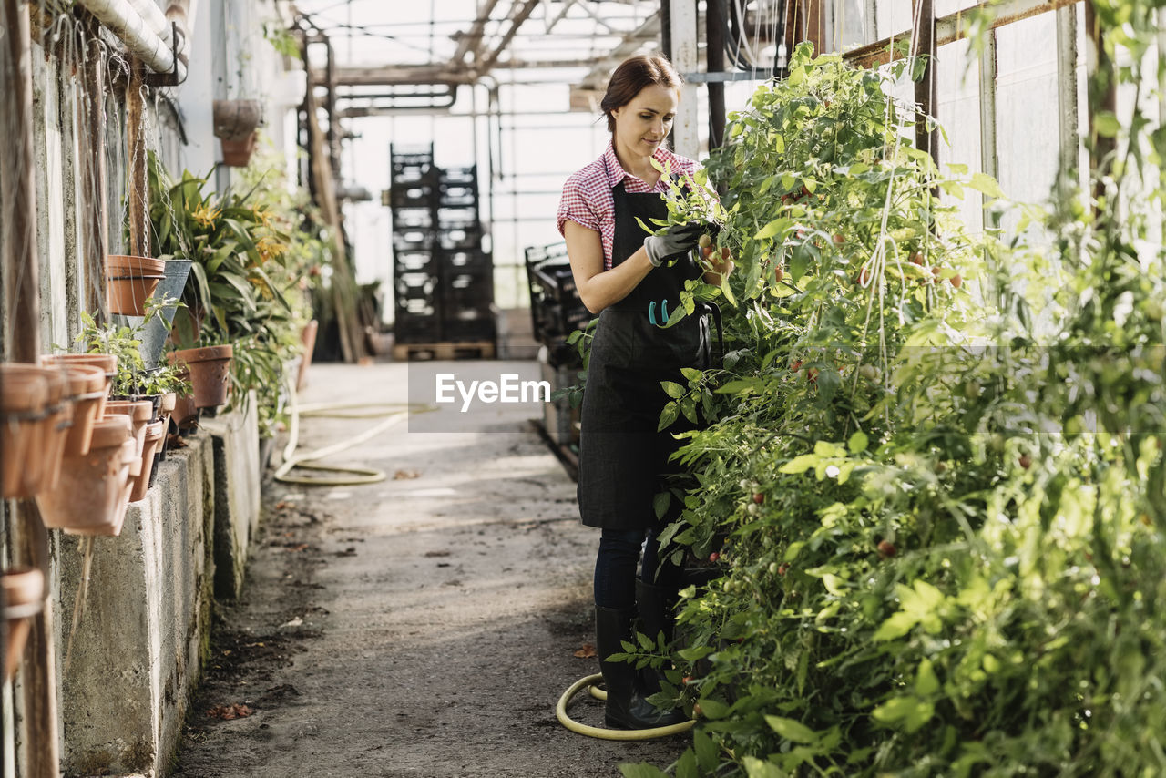 Woman examining the leaves of plants growing in greenhouse