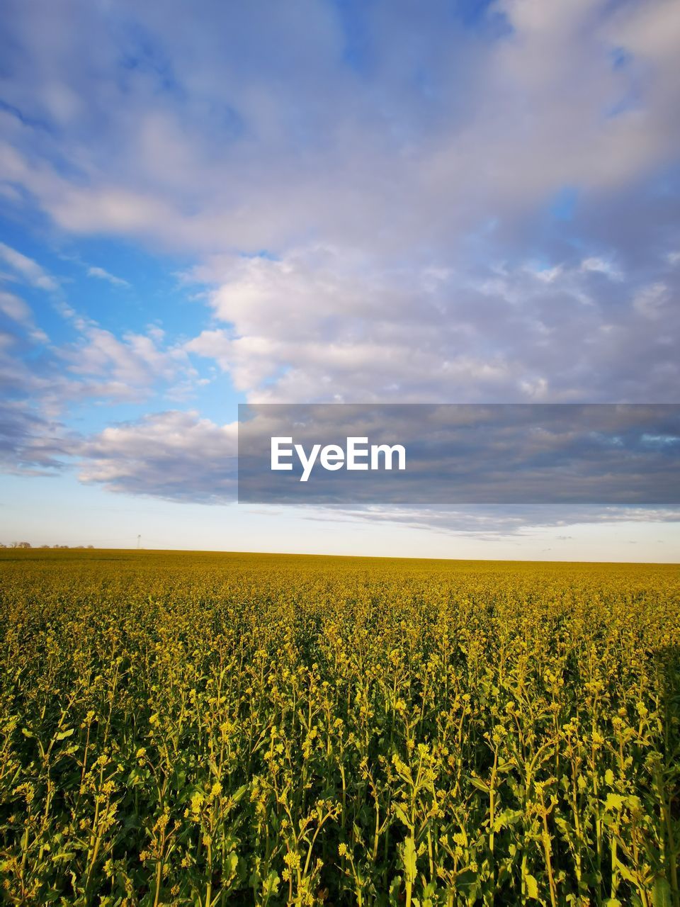 SCENIC VIEW OF YELLOW FLOWERS GROWING ON FIELD