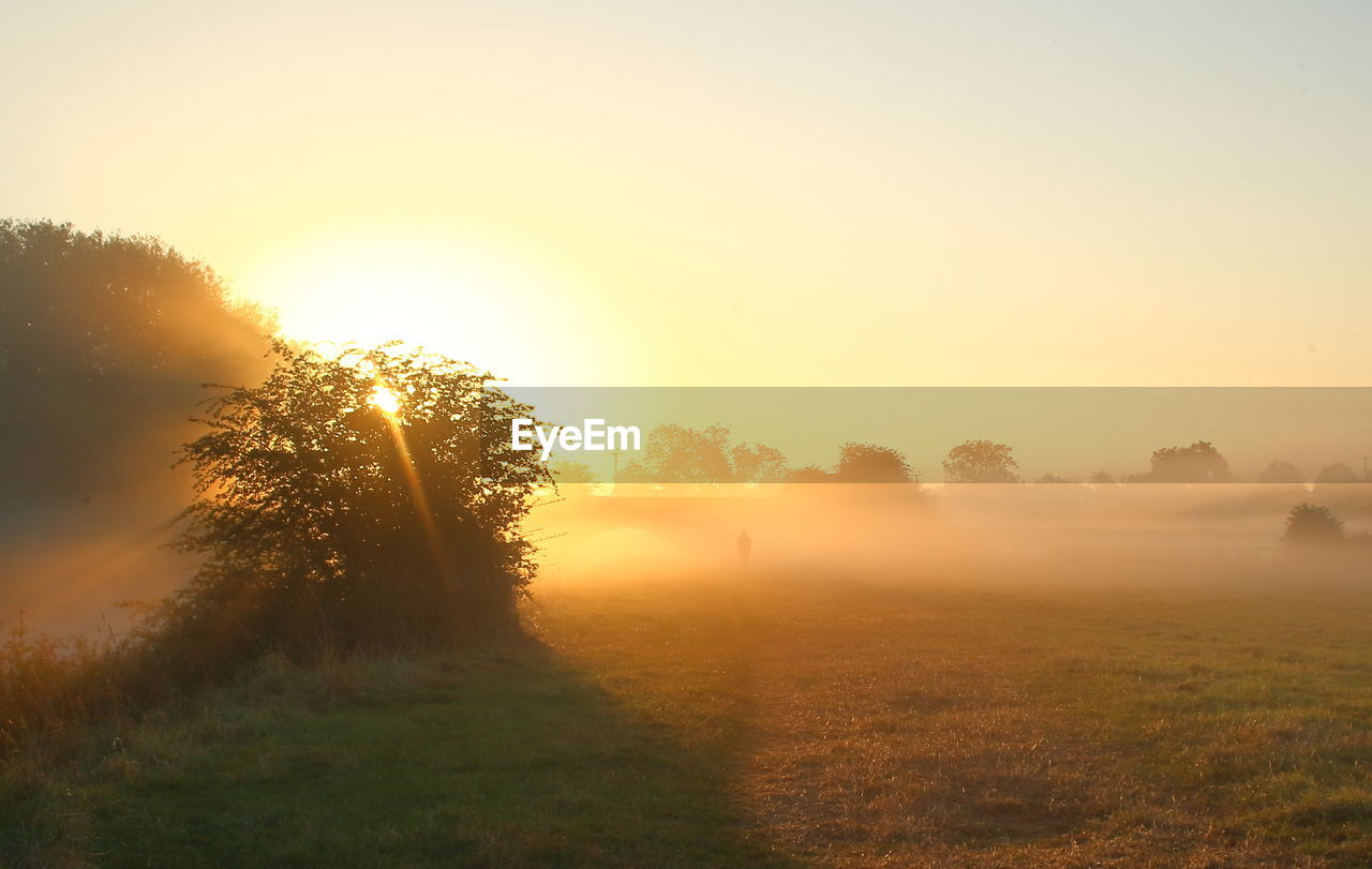 Trees on field during foggy weather at morning