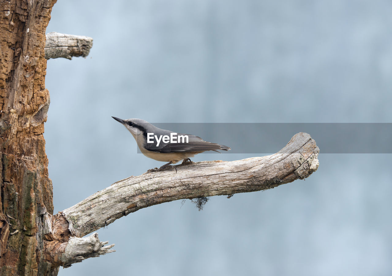 Bird perching on branch