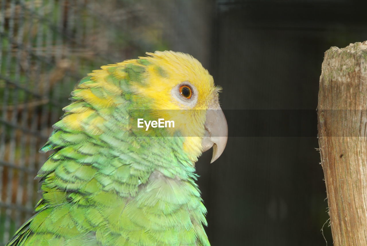 Close-up of a parrot