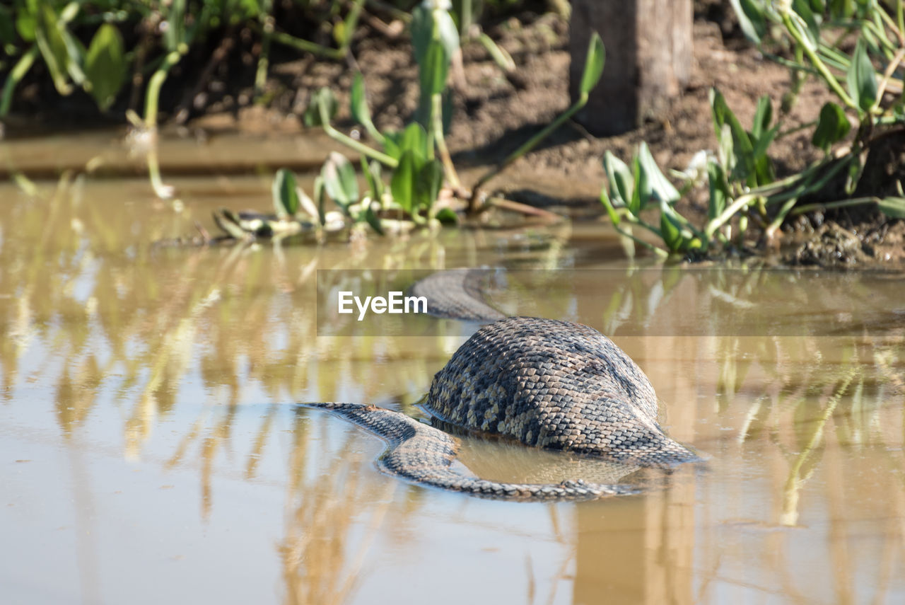 A DUCK SWIMMING IN LAKE