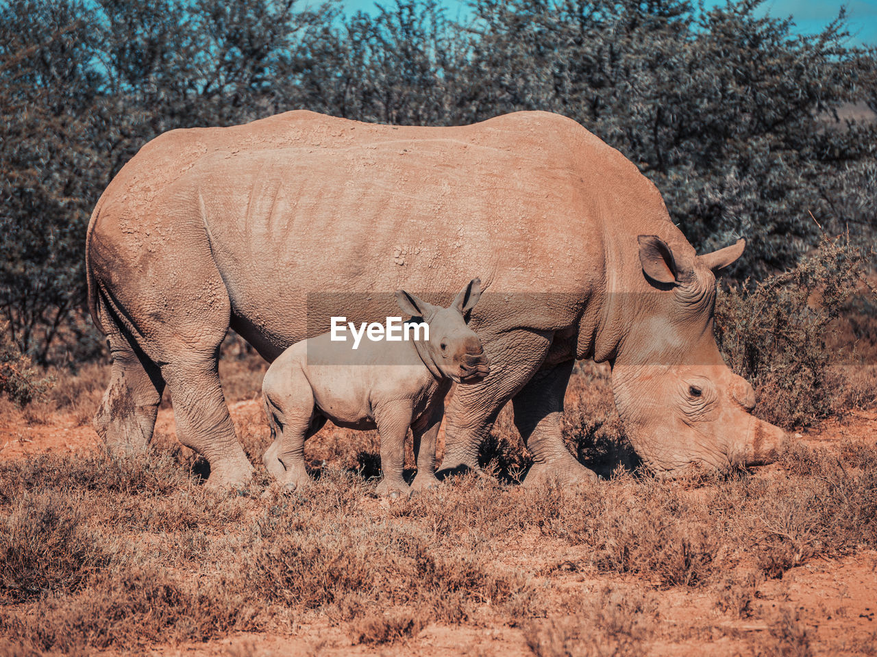Rhinoceros with young animal on field