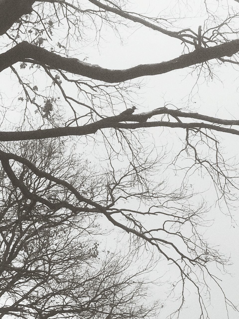 LOW ANGLE VIEW OF BARE TREES AGAINST THE SKY