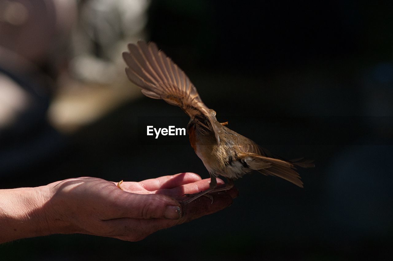 Cropped hand holding bird