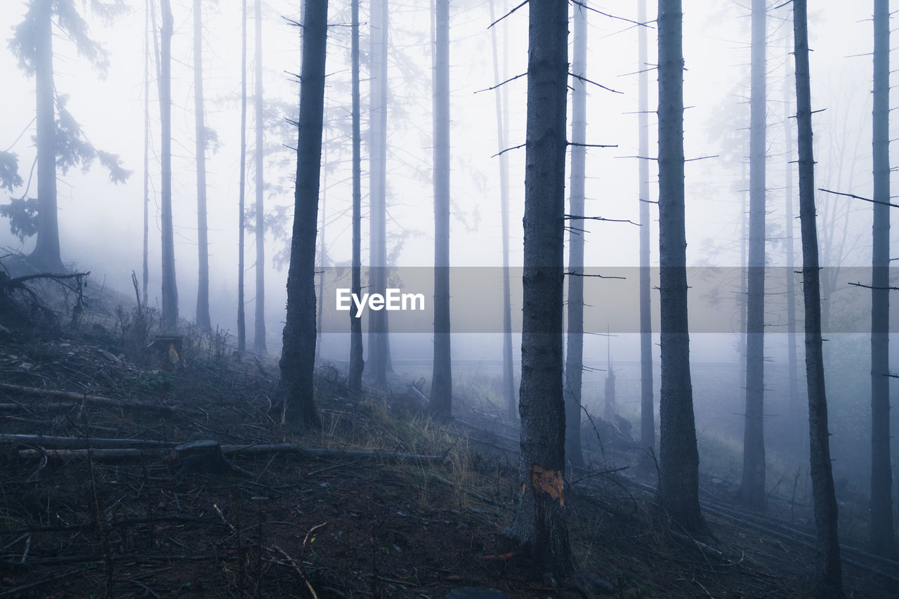 Trees in forest during foggy weather