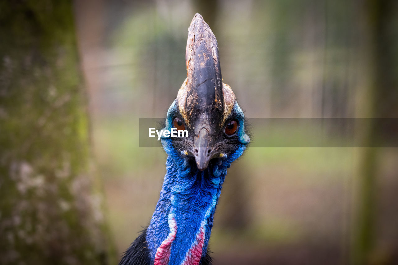 Southern cassowary