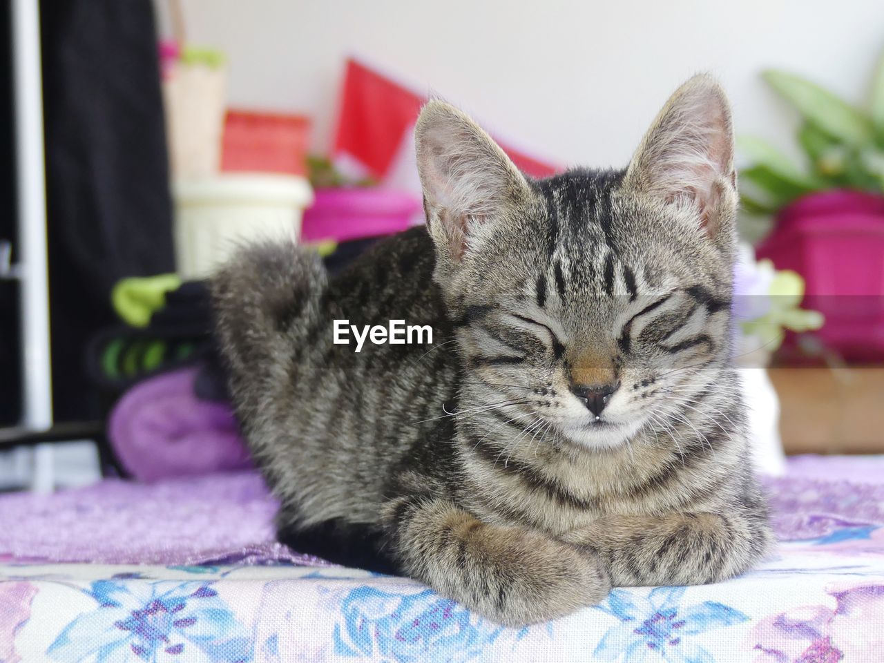 Close-up of cat resting on bed at home