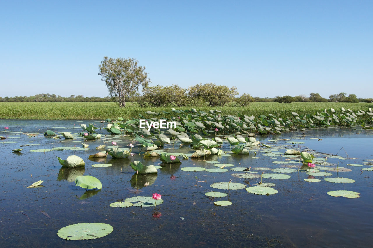 Kakadu national park, australia