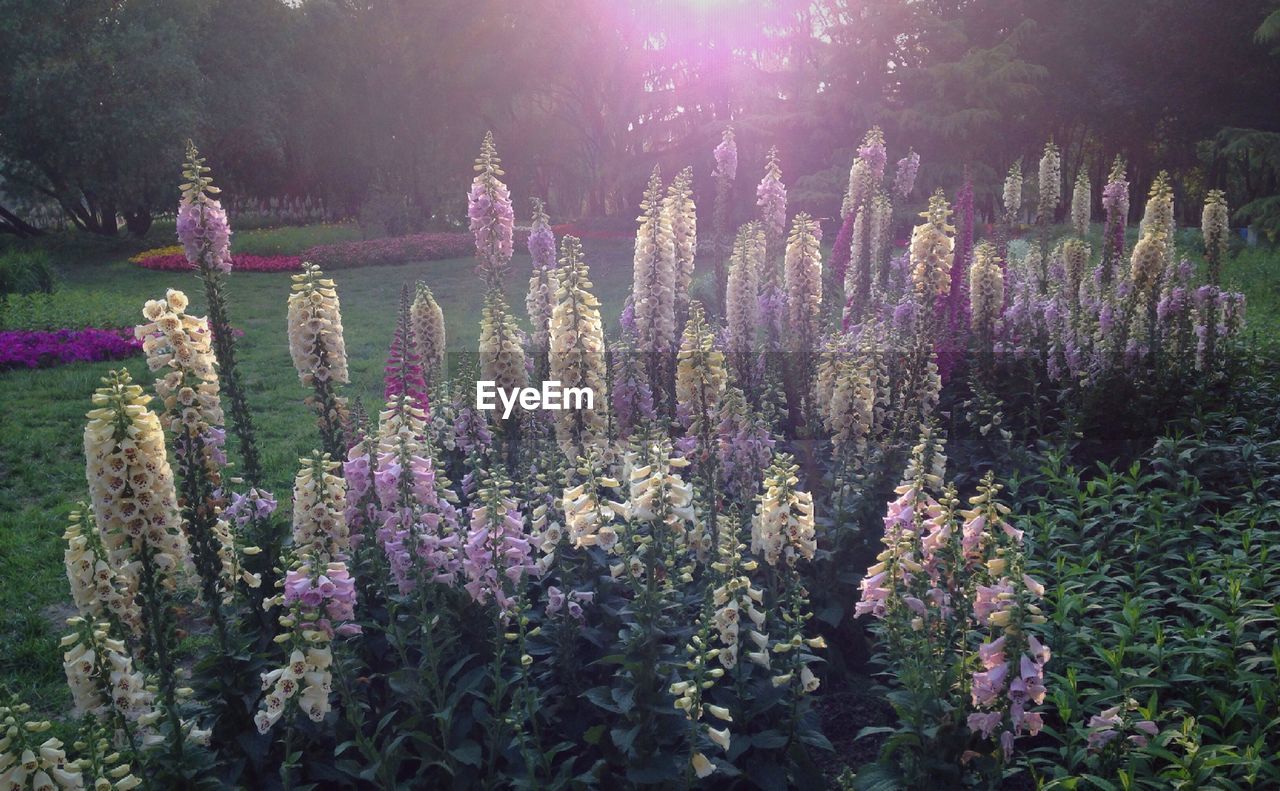 PURPLE FLOWERS GROWING ON TREE